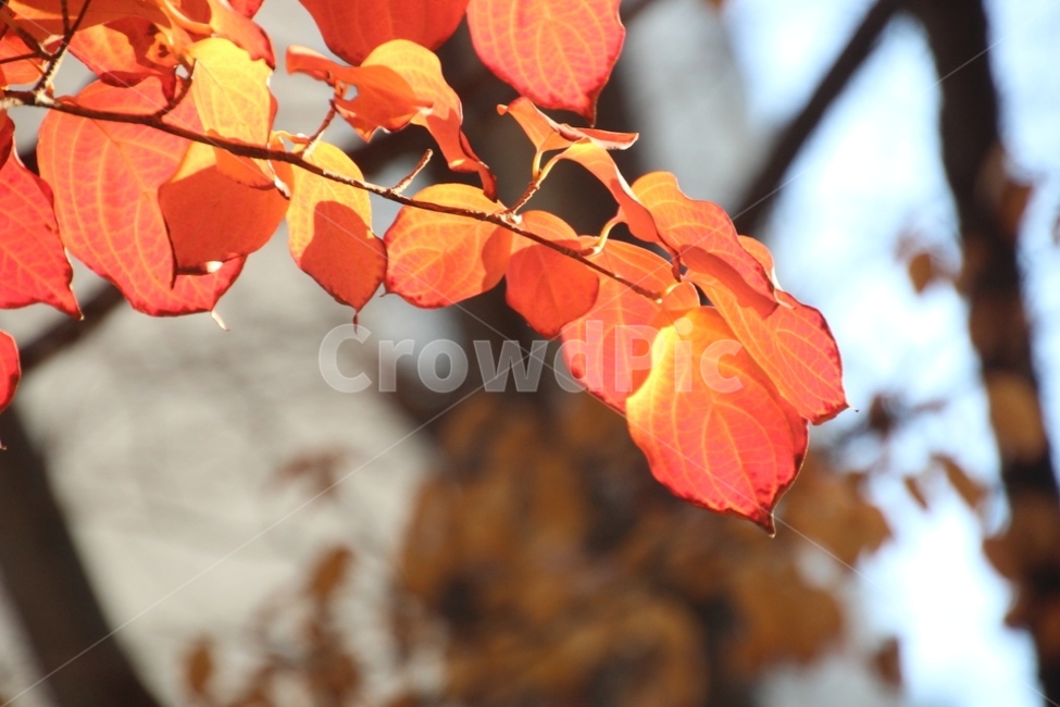 가을,fall,낙엽,단풍,leaves
