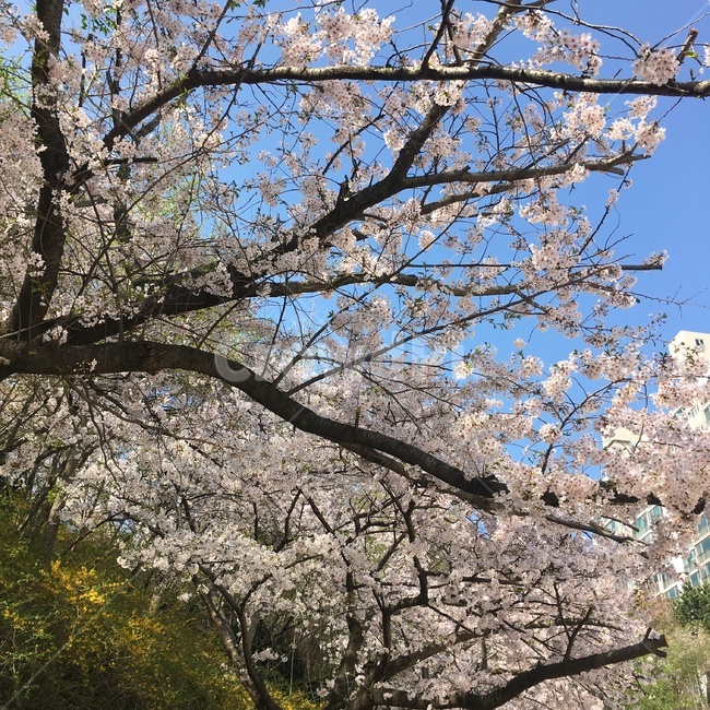 벚꽃,봄,나무,자연,산,봄,계절,spring,season,식물,자연,plants,nature,꽃,flower,나무,trees,wood,plant,cherry blossom,blossom