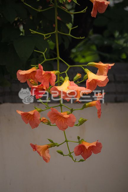 trumpetflower,능소화,여름꽃,꽃,flower,orangecolor