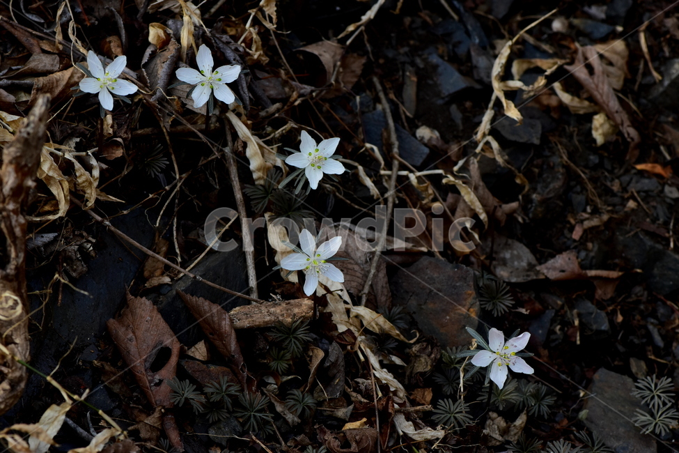변산바람꽃,야생화,봄,꽃,흰색,자연,식물,식생,봄의전령사,풀꽃,미나리아재비과,plants,nature,spring,season,flower,식물,자연,plants,nature,꽃,flower
