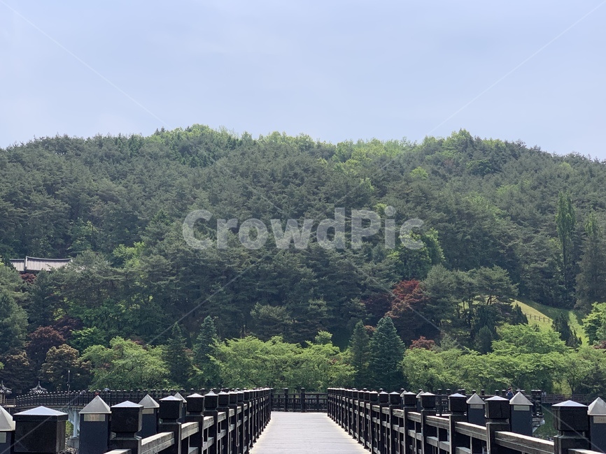 다리,안동,호수,월영교,자연