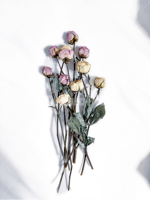 plant,식물,flower,꽃,ornament,식물,자연,plants,nature,꽃,flower