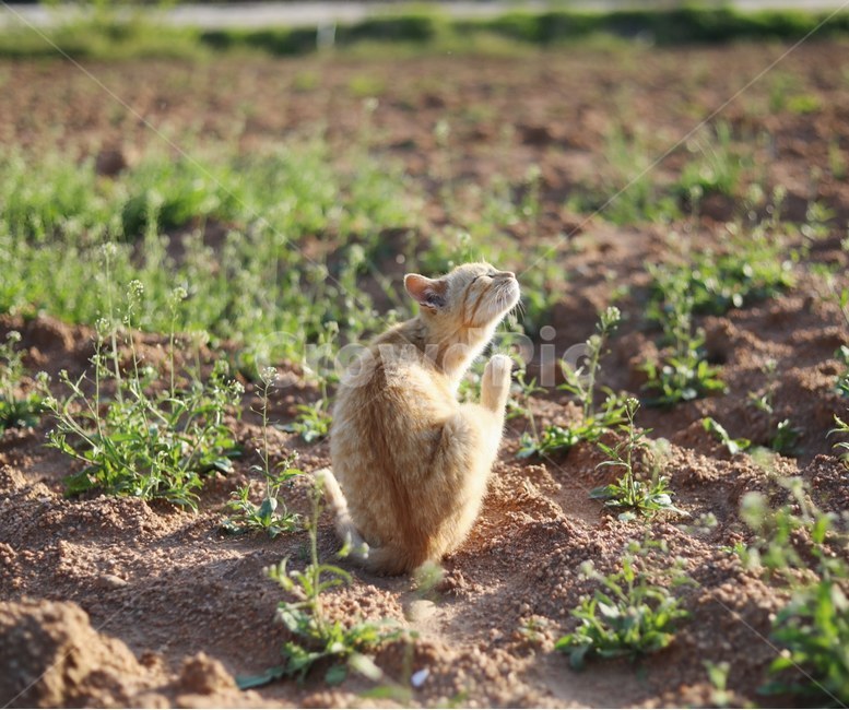 고양이,동물,cat,자연,시골냥,동물,animal,포유류,mammal,고양이,cat,kitten,kitty,휴식,힐링,rest,relaxation,healing