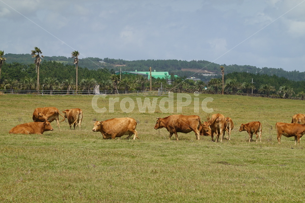 animal,mammal,cattle,cow,field,outdoors,grassland,nature,동물,포유류,가축,소,들,옥외,목초지,자연,들판,하늘