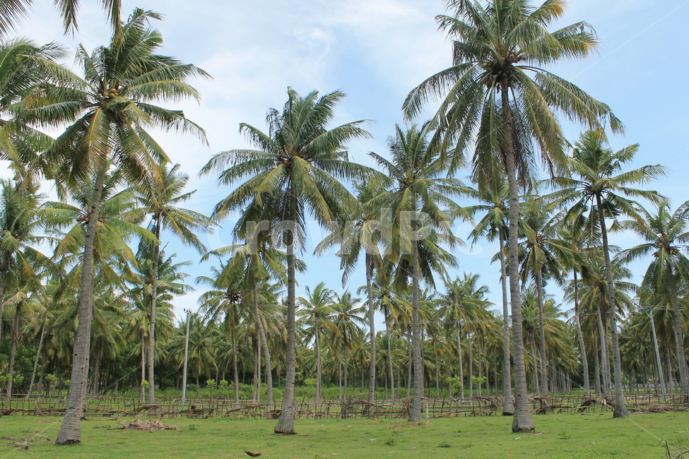 야자수,길리,palmtree,gili,nature,자연