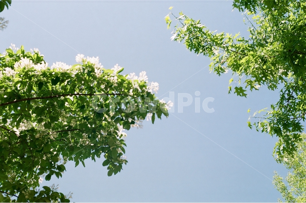 plant,식물,여름,하늘,나무잎,tree,컬러풀