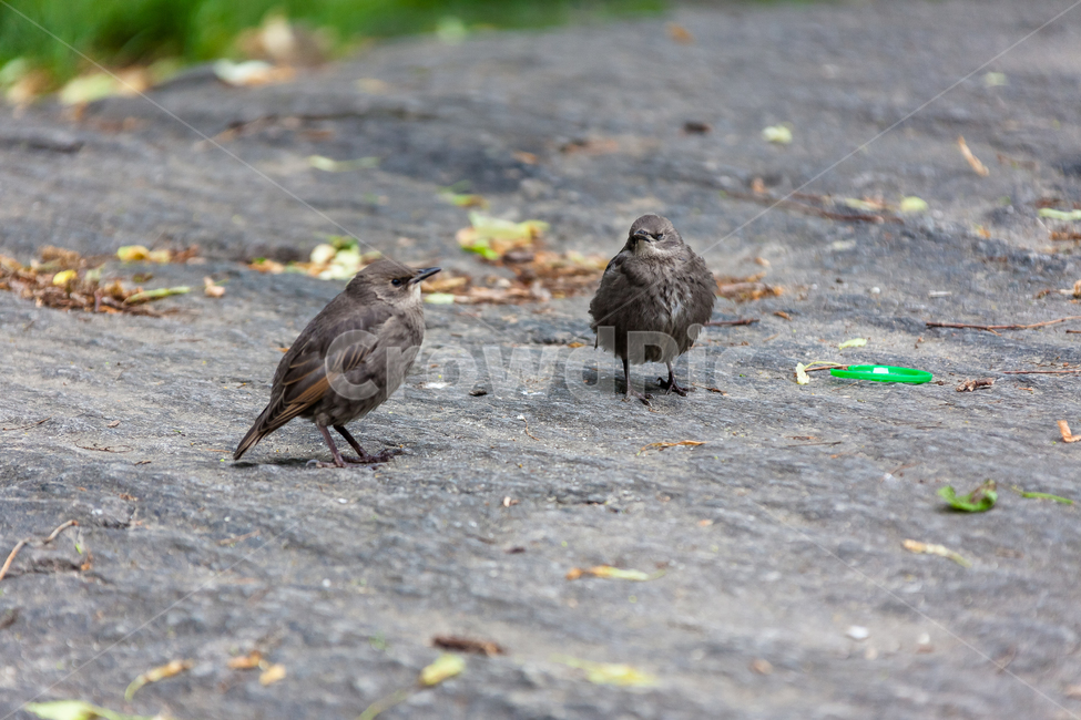 참새,작은,자연스러운,야생,새,공원,부리,정원,야생생물,동물,animal,조류,새,birds