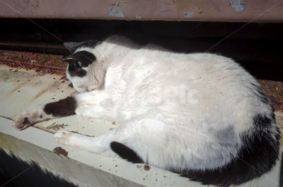 고양이,얼룩무늬고양이,얼룩무늬,그루밍,털고르기,고양이세수,동물,cat,animal,동물,animal,포유류,mammal,고양이,cat,kitten,kitty