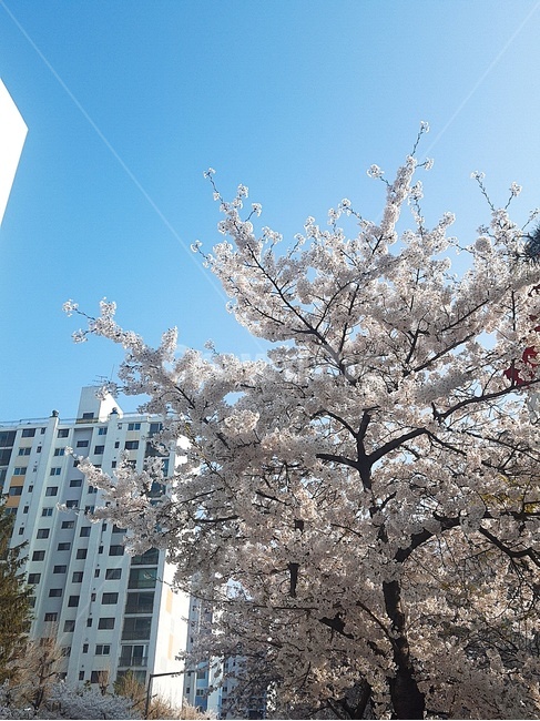 벚꽃,하늘,봄,spring,tree,sky