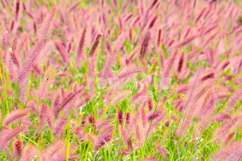 야생화,수크령,가을꽃,들꽃,토종,자연,natural,plant,분홍색,핑크색,들길,풀밭,관상용,초본,식물,flowers,가을,계절,fall,autumn,season,식물,자연,plants,nature,grass,잔디,lawn,amaranthaceae,아마란스과