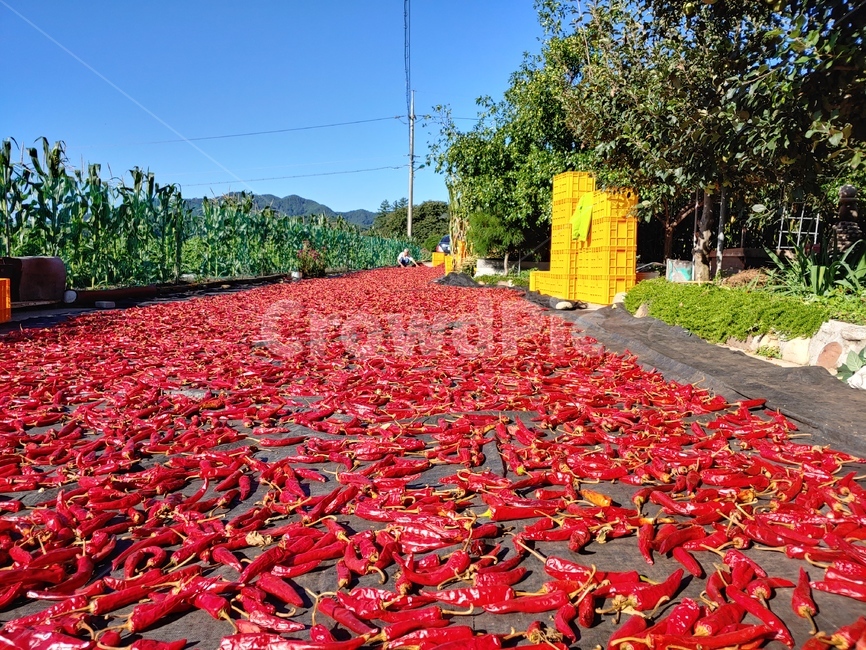 고추,plant,고추들,무늬,패턴,고추말리기,가을,수확