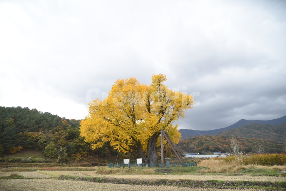 노거수,은행나무,구량리,tree,나무,plant,식물,보호수,울산,가을,계절,fall,autumn,season,식물,자연,plants,nature,나무,trees,wood