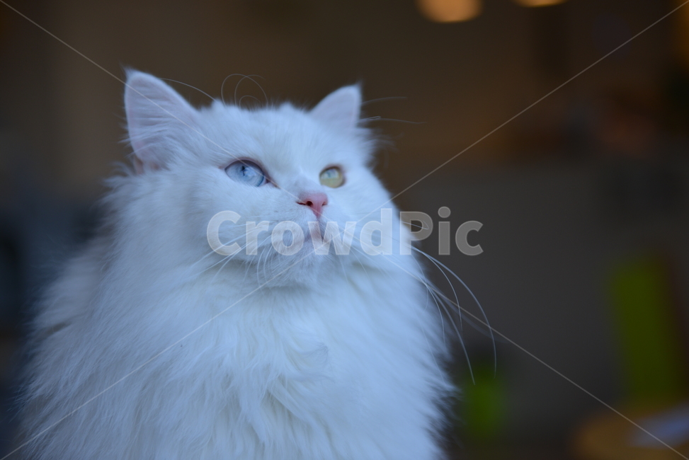 고양이,오드아이,눈,친칠라,귀여움,애완동물,반려묘,동물,animal,포유류,mammal,고양이,cat,kitten,kitty