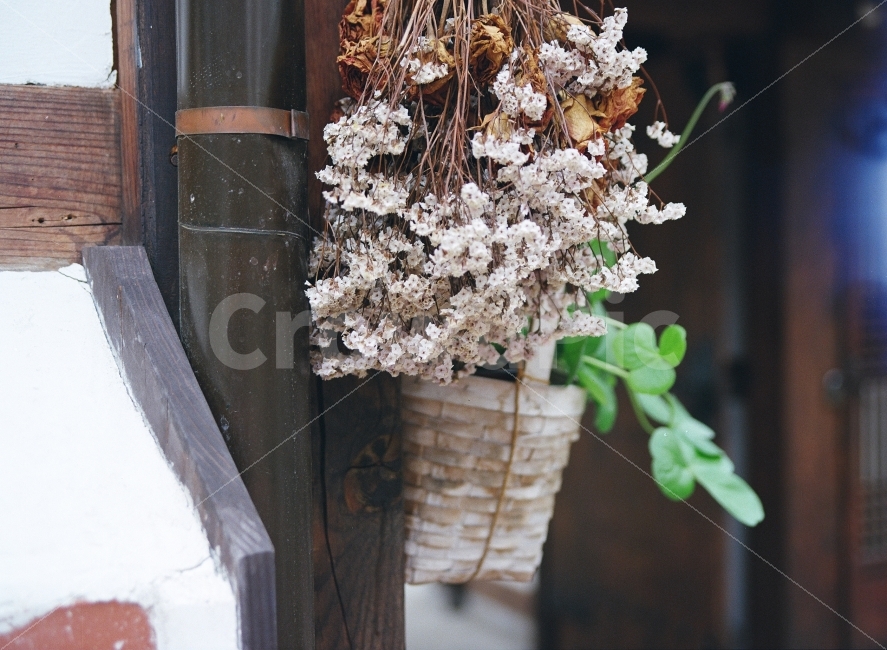 ​감성사진,우울,칙칙함,느긋함,아날로그,zaheun,효신,필름사진,film,식물,자연,plants,nature,꽃,flower
