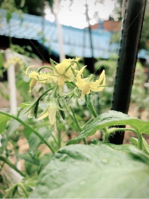꽃,자연,노랑,식물,초록,비온뒤,이슬,노랑꽃,식물,자연,plants,nature,꽃,flower