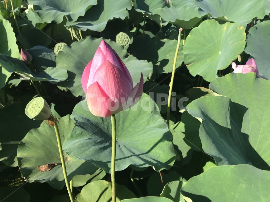 plant,식물,연꽃,꽃,flowers,blossom,nature,자연