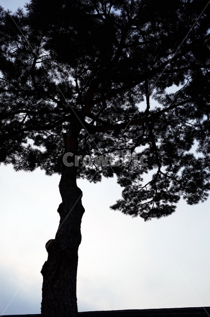 소나무,창덕궁,외나무,왕따나무,한그루,창경궁,식물,자연,plants,nature,나무,trees,wood