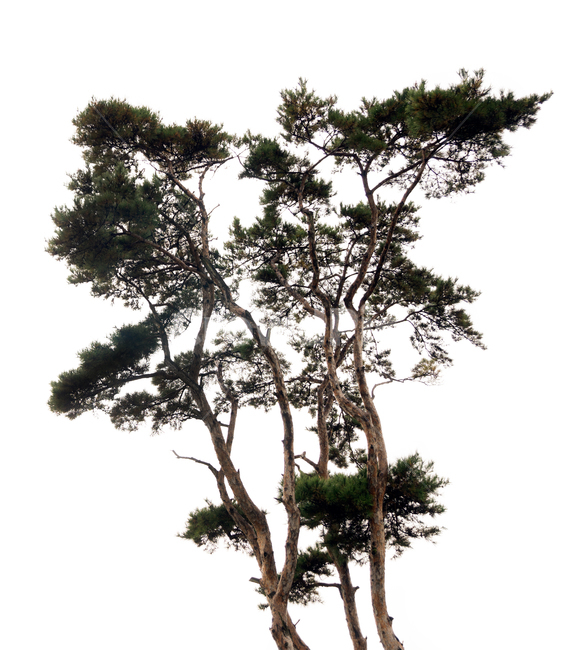 소나무,나무,침엽수,식물,육송