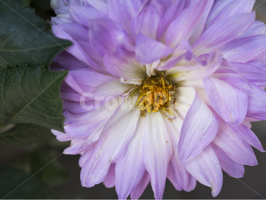 꽃,꽁잎,화단,화분,flower,식물,자연,plants,nature,꽃,flower