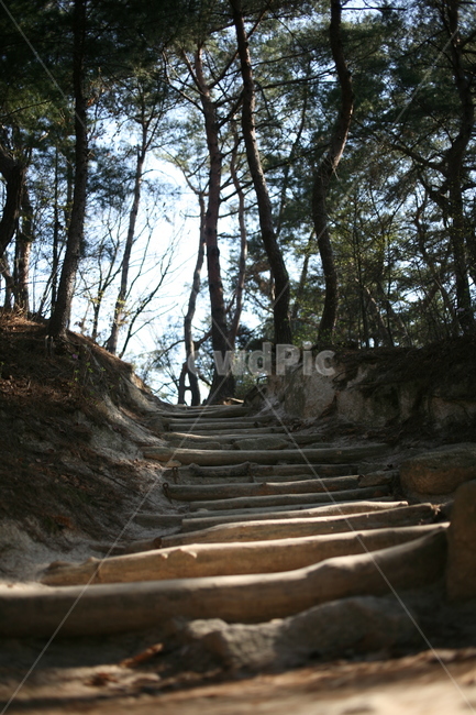 소나무,나무,tree,계단,산,mountain,plant,식물