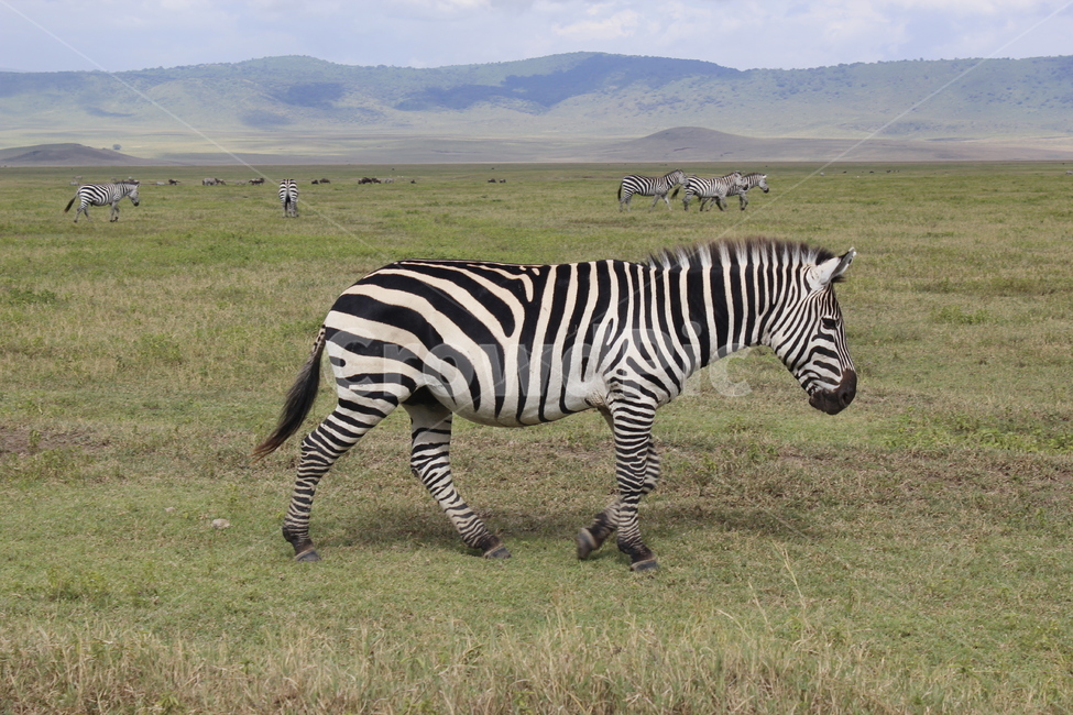 wildlife,야생생물,mammal,포유류,동물,animal,얼룩말,zebra,세렝게티,초원,아프리카,포유류,mammal