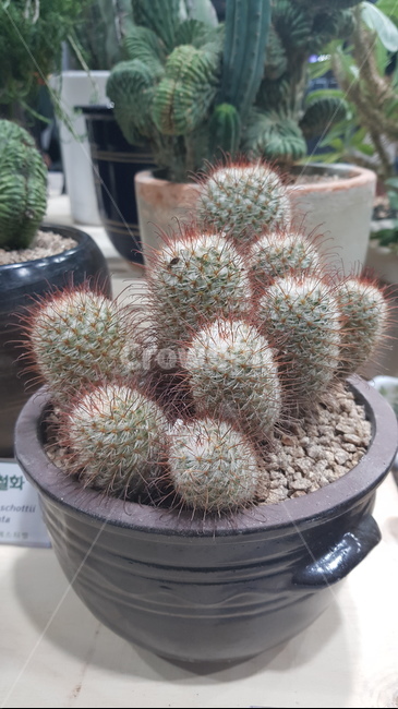 식물,선인장,화분,흙,작품,실내용화초,화분,화초,house plant