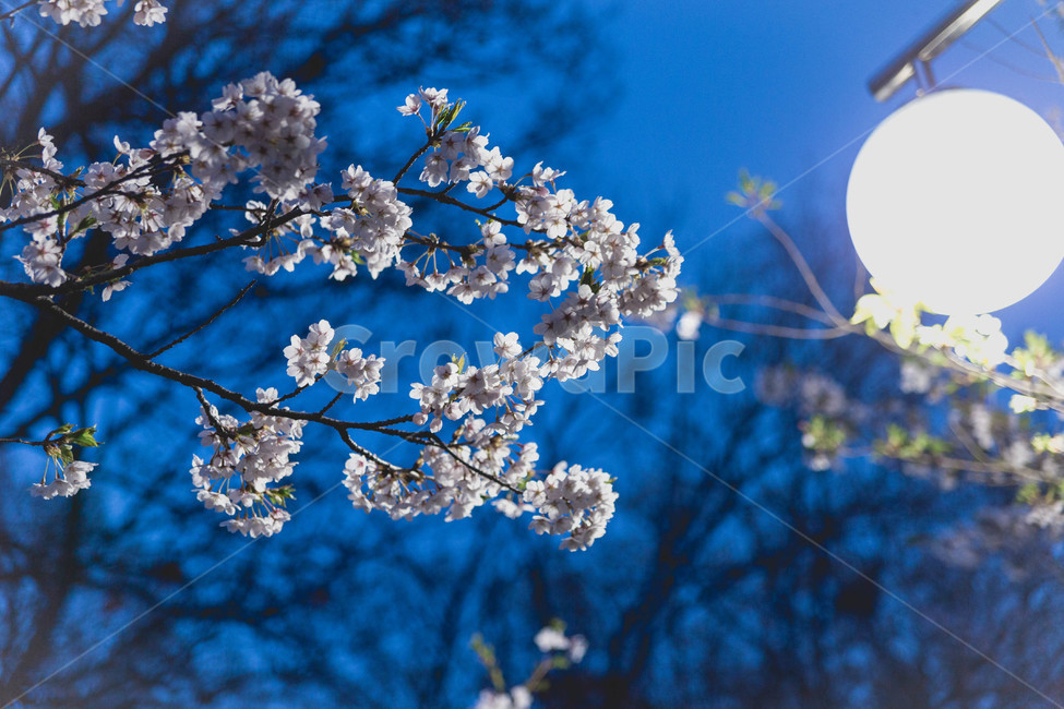 봄,벚꽃,봄꽃,꽃잎,flower,blossom,cheeryblossom