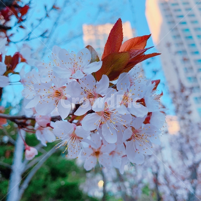 벚꽃,cherryblossom,봄꽃,springflower,핑크,pink,꽃,꽃나무,flower