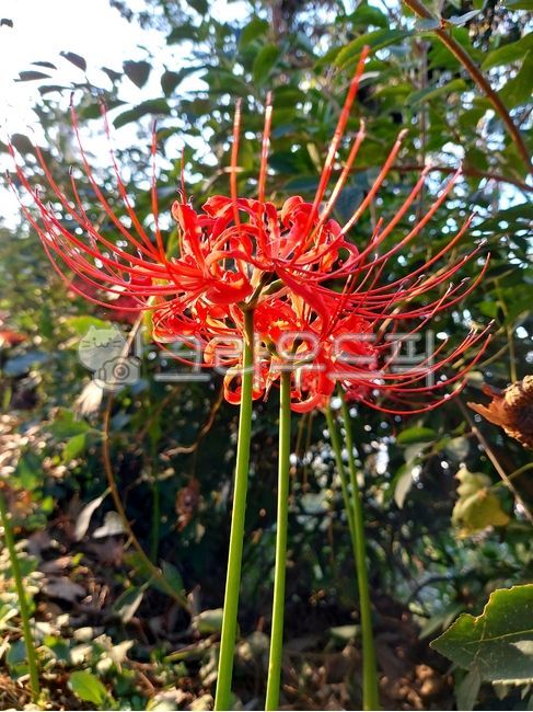 꽃무릇,상사화,빨강,꽃,flower,석산,10월,가을꽃,꽃배경,붉은꽃