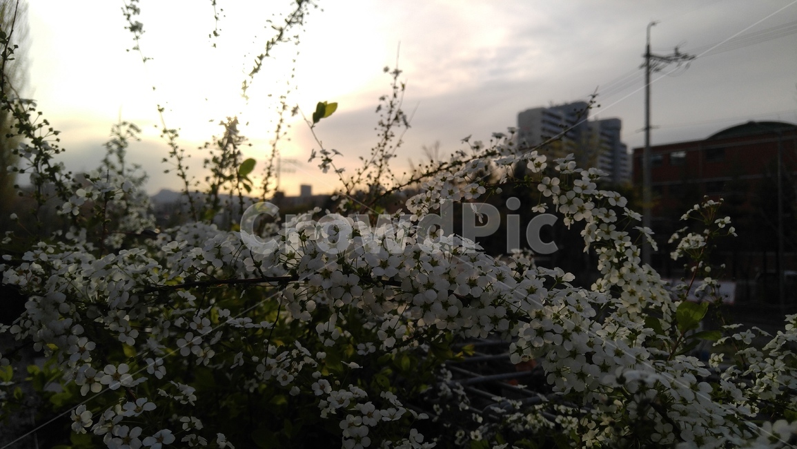 조팝나무,장미과,장미목,하얀꽃,꽃,흰색,야외,감성,배경,봄,joppod,whiteflowers,flower,white,outdoor,emotional,background,spring