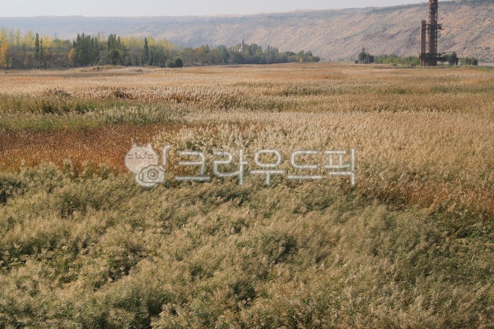 grass, 잔디, plant, 식물, 갈대, 사진,이미지,일러스트,캘리그라피 - 빵호빵호작가
