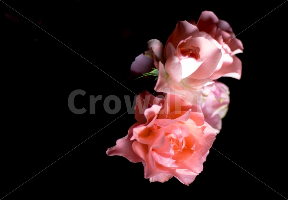 꽃,장미,감성사진,사랑,flower,장미꽃,장미공원,분홍장미,감성,rose,pinkrose,식물,자연,plants,nature,꽃,flower,누끼,remove background