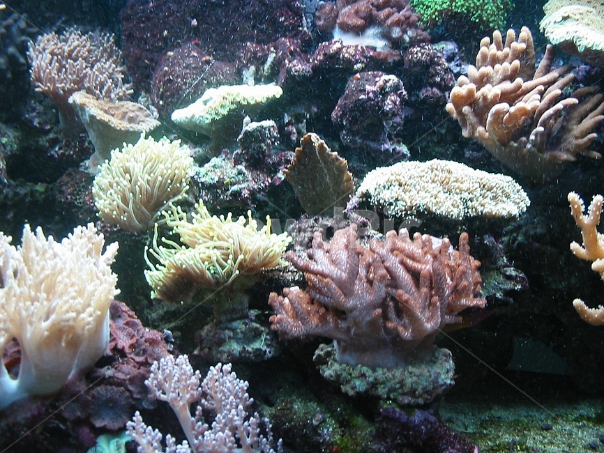 산호초,coralreef,해양생물,sealife,동물,animal,암초,물,자연,sea,바다,reef,water,대양,ocean,옥외,outdoors,수족관