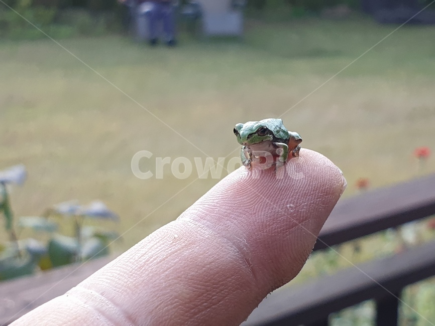 청개구리,개구리,파충류,귀여움,작은,동물,animal,파충류,양서류,reptile,amphibian