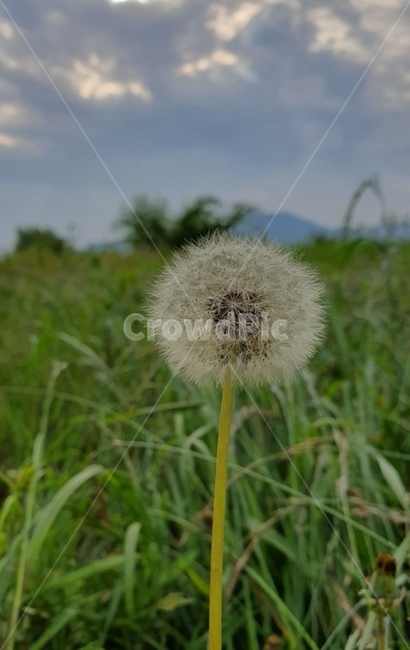 plant,민들레,꽃,nature,민들레씨,flower,식물,식물,자연,plants,nature