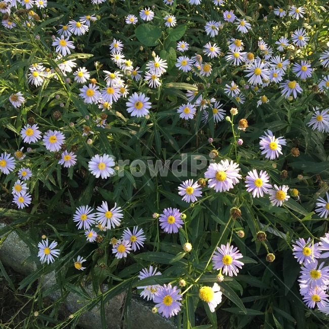 보라색,꽃,flower,풀꽃,자연,풍경