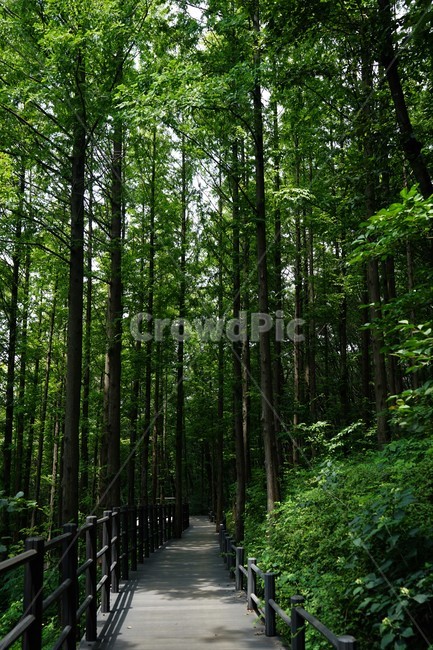 숲,자연,그늘,나무,녹음,녹색,forest,nature,shodow,trees,green,힐링,휴식,시원함,고요함,healing,relaxation,cool,calm,forestbathing,freshness,자연,풍경,nature,landscape,path,통로