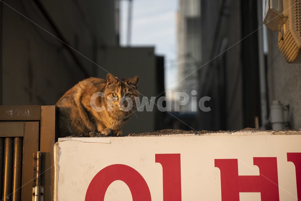 길냥이,고양이,동물,담벼락,pet,cat,animal,길고양이,동물,animal,포유류,mammal,고양이,cat,kitten,kitty