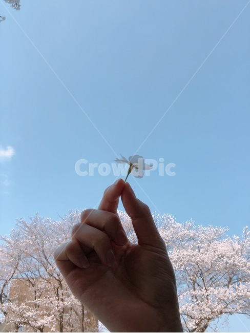 봄,벚꽃,꽃,자연,맑은하늘