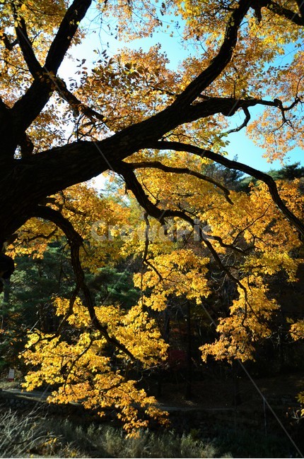 졸참나무,졸참나무단풍,참나무,가을단풍,자연,나무,가을,계절,fall,autumn,season,tree,plant,식물,tree trunk,나무 줄기,leaf,잎