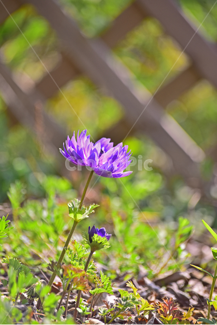 아네모네,봄꽃,꽃,구근식물,정원,화단,야외,옥외,아웃도어,springflowers,보라색꽃,퍼플,바이올렛,purple,blossom,flower,식물,plant,화초,시즌,계절,접사,두송이,마크로,클로즈업,근접촬영,원예종
