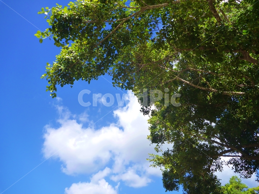 하늘,파란하늘,tree,식물,plant,sunlight,나무,햇빛,호주
