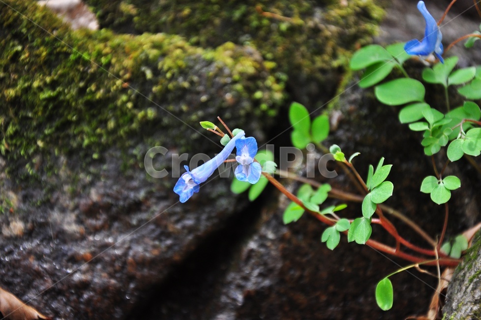 현호색,보라색,봄꽃,꽃,봄,계절,plant,식물,flower,blossom,야생화,들꽃,산꽃