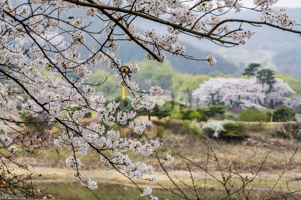 봄,벚꽃,만개,용인,호암미술관,나들이,소풍,자연풍경,자연경관,봄,계절,spring,season,꽃,flower,plant,식물,cherry blossom,blossom