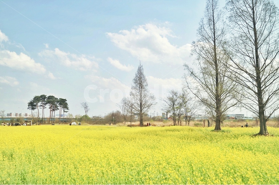 유채꽃,풍경,봄,flower,landscape,노랑,꽃,봄,계절,spring,season,자연,풍경,nature,landscape,field,들,outdoors,옥외,grassland,목초지
