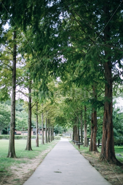 울산,대공원,식물,나무,메타쉐콰이어,자연,풍경,nature,landscape,여름,계절,summer,season,휴식,힐링,rest,relaxation,healing,outdoors,옥외,garden,정원,arbour,정자