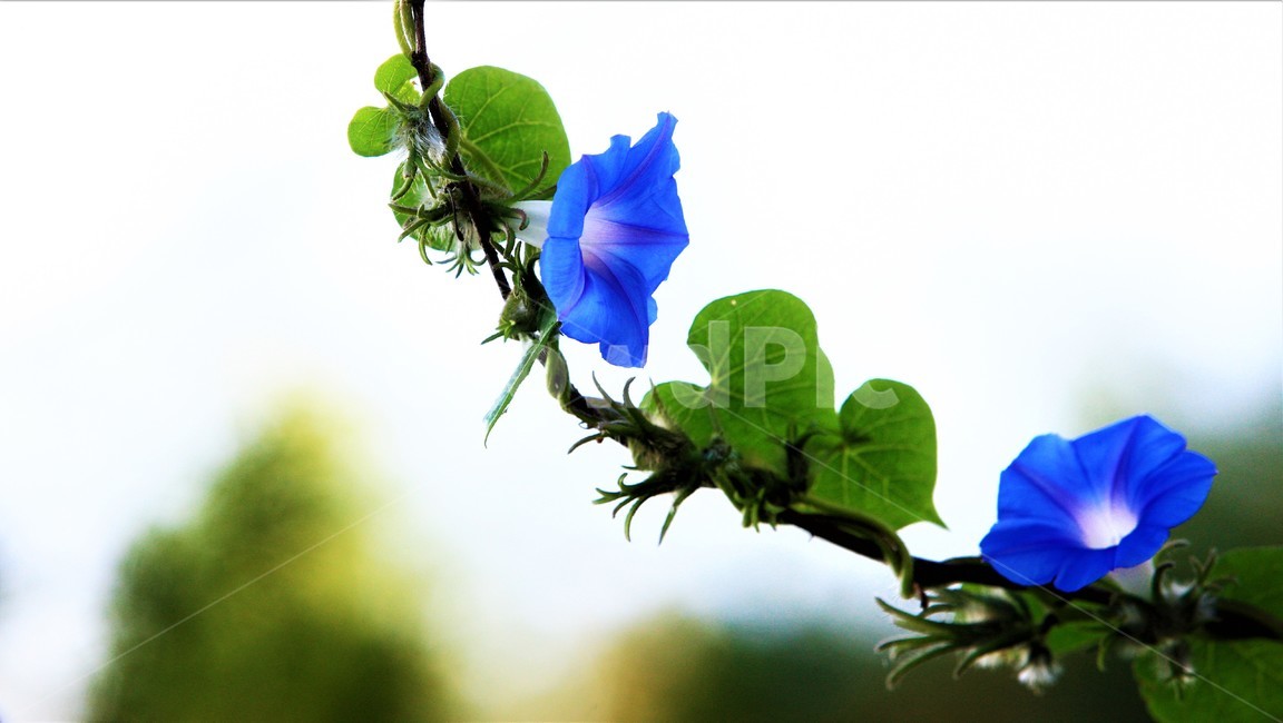 꽃,나팔꽃,식물,flower,가을,식물,자연,plants,nature,꽃,flower