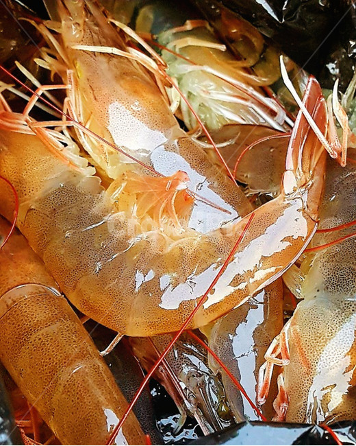 새우,해산물,해물,바다새우,shrimp,재료,식재료