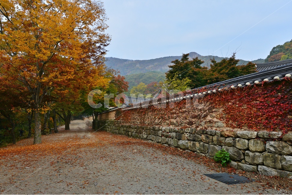 nature,자연,outdoors,옥외,tree,나무,plant,식물,leaf,잎,treetrunk,나무줄기,maple,단풍,고창,선운사,선운사가을,도솔천,도솔천가을,추색,만추,가을,계절,단풍잎,낙옆,담장,사찰,돌담,담쟁이