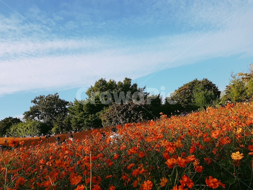 가을,가을풍경,들꽃,가을하늘,코스모스,올림픽공원,가을,계절,fall,autumn,season,자연,풍경,nature,landscape,plant,식물